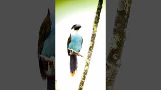 Ever heard a mountain toucan sing Like and subscribe🔔 [upl. by Aicilev]