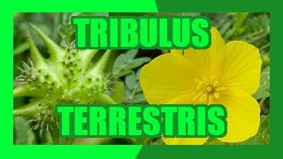 ABROJO TRIBULUS TERRESTRIS 🏵️  BENEFICIOS PROPIEDADES Y REMEDIOS MEDICINALES NATURALES [upl. by Dean670]