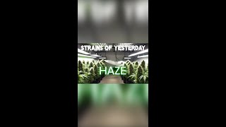 Strains of Yesterday  HAZE [upl. by Spaulding599]