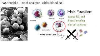 Neutropenia low neutrophil count What causes low Neutrophil level [upl. by Elockin]