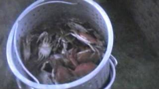 HOW TO BOIL FRESHWATER BLUE CRABS CAJUN STYLE [upl. by Sean]