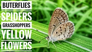 Butterflies Spiders Grasshoppers and Yellow Flowers [upl. by Scherman]