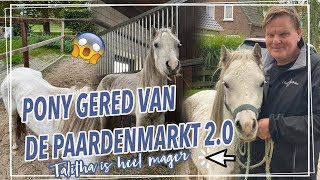 VERWAARLOOSDE PONY GERED VAN DE PAARDENMARKT  Paardzoektbaas [upl. by Nylzzaj]