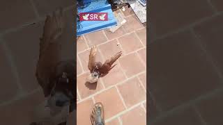 Rolar birdbirds pigeonpigeonlover kabootar whatsappstatusshorts subscribeytshortstatussad [upl. by Carla]