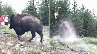 Bison tosses 9yearold girl into the air as animal charges Yellowstone tourists  ABC7 [upl. by Nnaer]