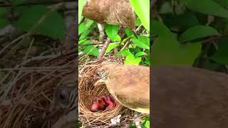 Heroic Mother Bird Saves Chicks from Ants  Birds Mother Love 🐦🕊️ [upl. by Bora]