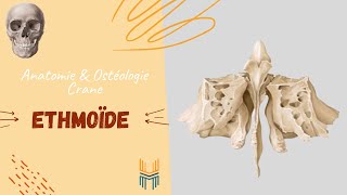 Anatomie amp Ostéologie de lÉthmoïde  Ethmoïde Bone [upl. by Swen203]