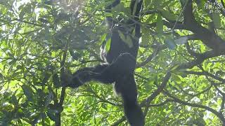 Siamang call howling 大長臂猿 猿啼 叫 2023928 [upl. by Aicirtam926]