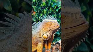 Iguana Rescue A Familys Heartwarming Mission to Save a Baby Iguana  iguana animals shorts [upl. by Malinda]