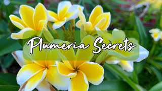 How To Grow Plumeria [upl. by Aylatan]