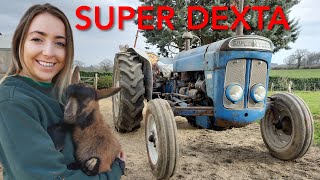 Fordson Super Dexta in Rural France [upl. by Hanahs]