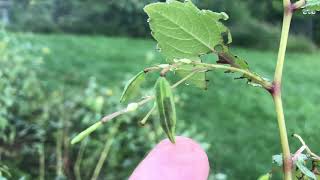 A Jewelweed seed pod exploding in slow motion [upl. by Elbertina]