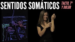 Receptores de los sentidos somáticos tacto temperatura dolor y picor [upl. by Lorelei]