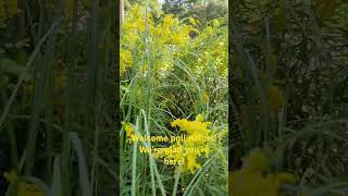 We planted these native plants to be an island for native and migrating pollinators wildflowers [upl. by Birecree]