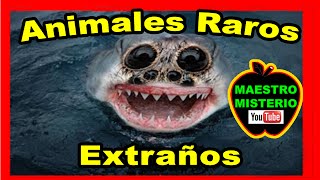 Top 40 Animales Raros y Extraños  Weird Animals [upl. by Gardel995]