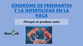 SINDROME DE FREEMARTIN EN BOVINOS VACA INFERTIL [upl. by Cousin]