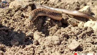 Mahmuzlu Yılan  ERYX JACULUS  sand boa snake Yılan videoları [upl. by Koo28]