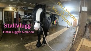 StallVlogg Borstar amp flätar Irish cob Tinki fixar Mallanders amp Sallanders [upl. by Beauregard869]