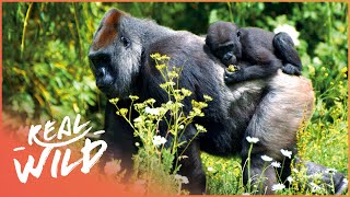 The Lives Of The Rwandan Mountain Gorillas  Gorillas From The Heart Of Darkness  Real Wild [upl. by Reehsab218]