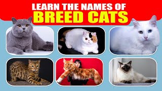 26 cat breeds names in english with pictures ll 26 popular cats part 1 [upl. by Nnasor]