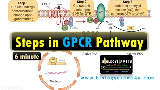 Structure of G Protein Coupled Receptor GPCR Steps in G Protein Coupled Receptor Pathway [upl. by Yvonne]