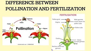 DIFFERENCE BETWEEN POLLINATION AND FERTILIZATION CLASS 10 [upl. by Hau]