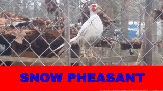 RINGNECK PHEASANT  An Alaskan Snow Pheasant Rooster [upl. by Ahsaenat]