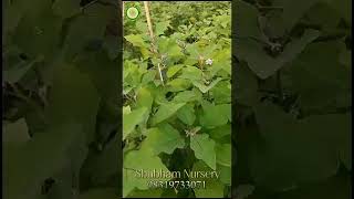 Grafted baigan ke paudhe  flowering and fruiting in grafted brinjal  Shubham Nursery Raipur [upl. by Suivatal]