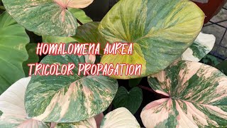 Homalomena Aurea Tricolor Propagation [upl. by Dray4]