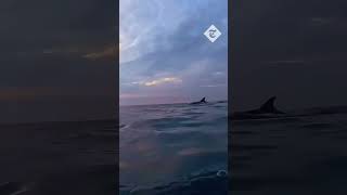 Paddleboarders spot dolphin pod in Poole [upl. by Lesig]