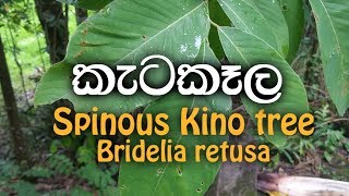 Ketakela  Spinous kino tree  Bridelia retusa  Ayurwedhic plant [upl. by Gherardo]