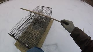 Tip to Catch Bait Stealing Raccoon  Raccoon Cage Trap Tip [upl. by Lyrpa]