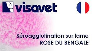 Séroagglutination en lame Rose du Bengale [upl. by Findley]