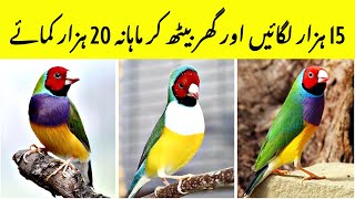 Invest 15 Thousand and Earn 20 Thousand  Gouldian Finch Farming  Birds Business From Home [upl. by Guy]