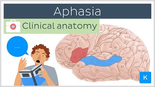 Aphasia Wernickes vs Brocas  Clinical Anatomy  Kenhub [upl. by Leeann379]