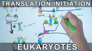 Translation Initiation in Eukaryotes [upl. by Ameehs]