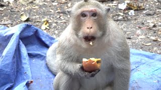 Monkeys Being Familiar With Living Beside Human Society 13  Viral Monkey [upl. by Eelibuj]