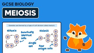 Meiosis  GCSE Biology [upl. by Eirovi]