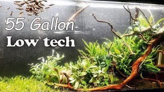 EASY Low Light Planted Aquarium Impulsive Aquascaping [upl. by Gherlein]