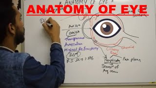 ANATOMY OF EYE [upl. by Gratt]