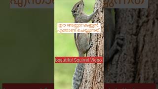 Annarakanna vaa shortsfeed youtubeshorts shorts stunnig beautiful squirrel trending [upl. by Antoine]