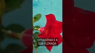 DIPLADÊNIA E A SUA FLORADA [upl. by Ecnahs657]