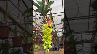 Anggrek Catasetum dupliciscutulaplants garden green orchids [upl. by Noremak]