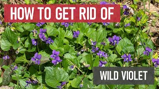 How to Get Rid of Wild Violets Weed Management [upl. by Tut]