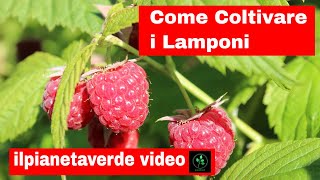 Come coltivare i Lamponi [upl. by Gosser]