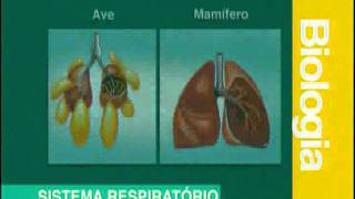 A 05  Sistema Respiratório  Biologia  Vestibulando Digital [upl. by Nikolas]