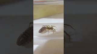 Spider VS Isopod shorts millipedes spider [upl. by Adnahc270]