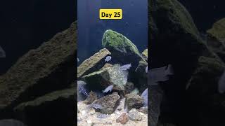 cichlid aquarium jewelcichlid fishaquarium fishtank fishing fishbowl aquariumgallery video [upl. by Llednohs241]