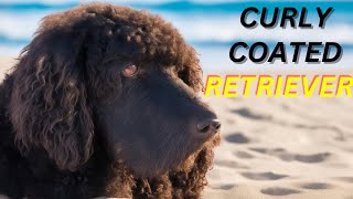 Curly Coated Retriever Pros And Cons  The Good And The Bad [upl. by See260]