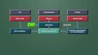 Metabolism Module 2  Aerobic vs Anaerobic Metabolism [upl. by Arhsub]